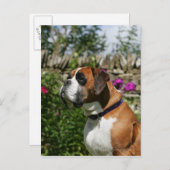 Boxer-Hund in den Blumen Postkarte (Vorne/Hinten)