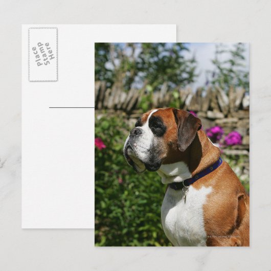 Boxer-Hund in den Blumen Postkarte (Vorne/Hinten)
