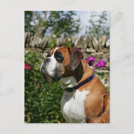 Boxer-Hund in den Blumen Postkarte (Vorderseite)