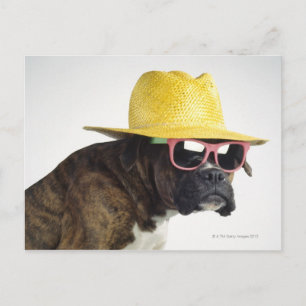 Boxer Hund mit Hut und Brille Postkarte