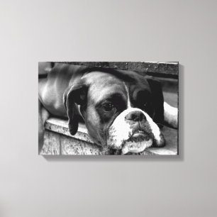 Boxer Hund O-Windows 16,50x11(41,25x27,5cm)waccn Leinwanddruck