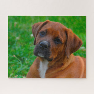 Boxer Hund Puzzle