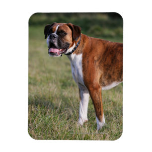 Boxer-Hund stehend Magnet