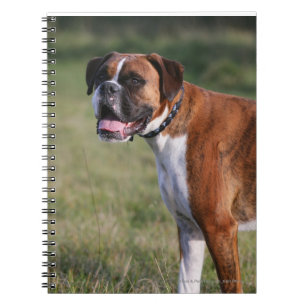 Boxer-Hund stehend Notizblock