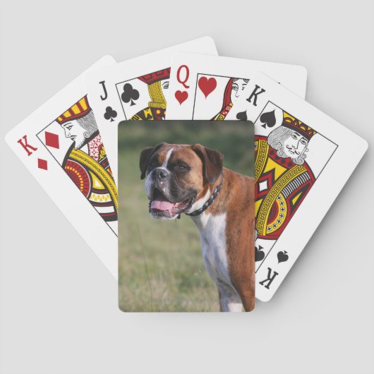 Boxer-Hund stehend Spielkarten (Rückseite)