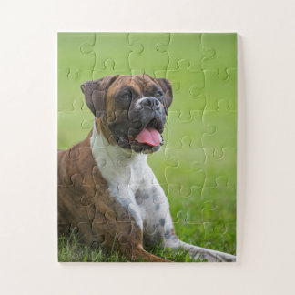 Boxer-Hündchen 2 Puzzle