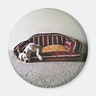 Boxer-Hündchen-Magnet Magnet