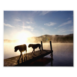 Boxer Hunde auf dem Foggy Dock Fotodruck