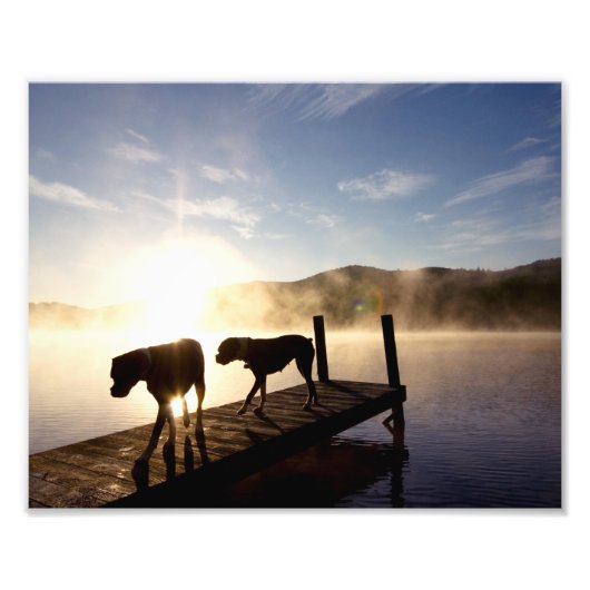 Boxer Hunde auf dem Foggy Dock Fotodruck (Vorne)
