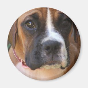 Boxer-Hundeentwurfs-Magnet Magnet
