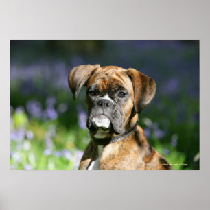 Boxer-HundeHeadshot Poster