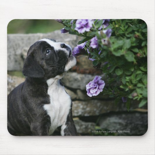 Boxer-Hundekeuchen Mousepad (Vorne)