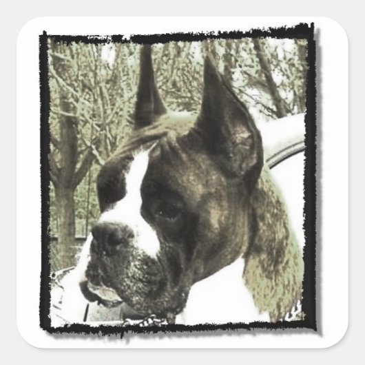 Boxer-Hundekleber Quadratischer Aufkleber (Vorderseite)