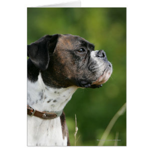 Boxer-Hundeprofil