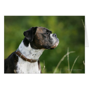 Boxer-Hundeprofil