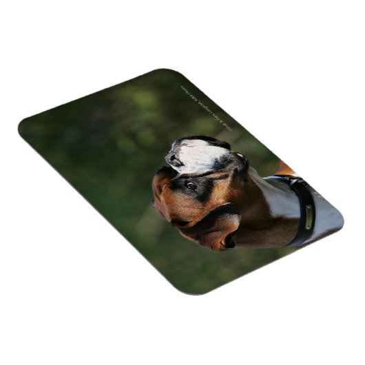 Boxer Hundeseite Profil Magnet (Rechte Seite)
