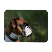 Boxer Hundeseite Profil Magnet (Horizontal)