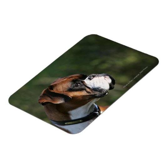 Boxer Hundeseite Profil Magnet (Linke Seite)