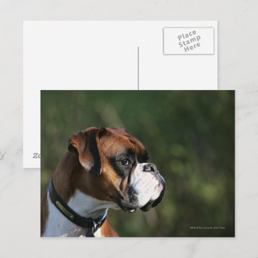 Boxer Hundeseite Profil Postkarte (Vorne/Hinten)