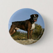 Boxer-Hundeshow-Position Button (Vorderseite)