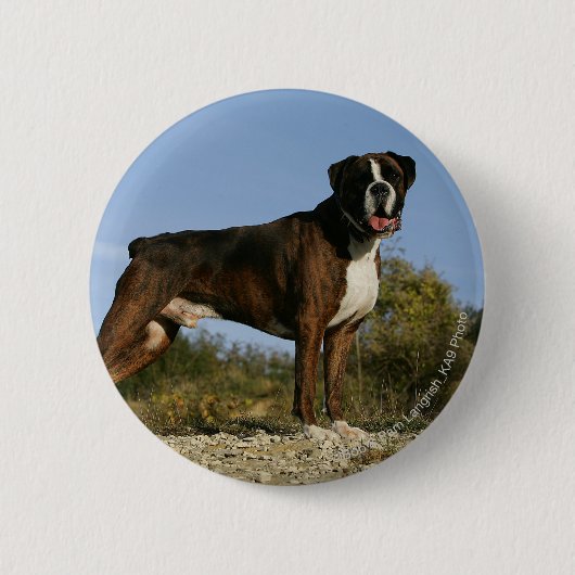 Boxer-Hundeshow-Position Button (Vorderseite)