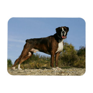 Boxer-Hundeshow-Position Magnet