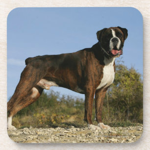 Boxer-Hundeshow-Position Untersetzer