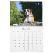 Boxer Kalender (Mär 2027)