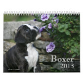 Boxer Kalender (Titelbild)