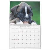 Boxer-Kalender 2013 Kalender (Feb 2027)