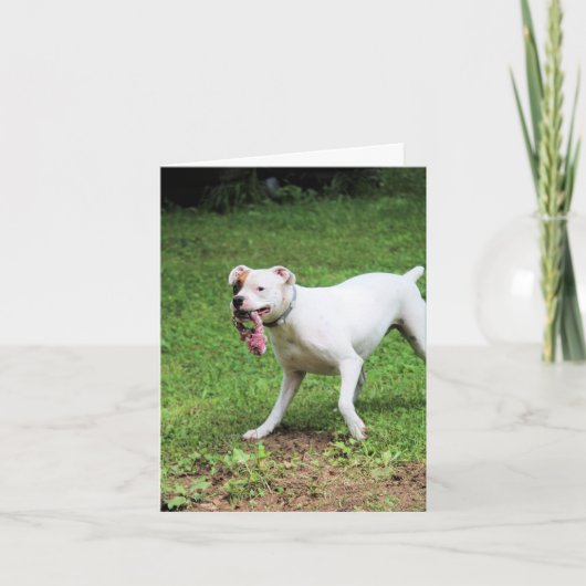 Boxer Karte (Vorderseite)