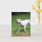 Boxer Karte (Gelbe Blume)