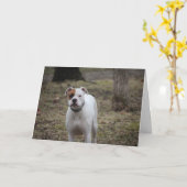Boxer Karte (Gelbe Blume)