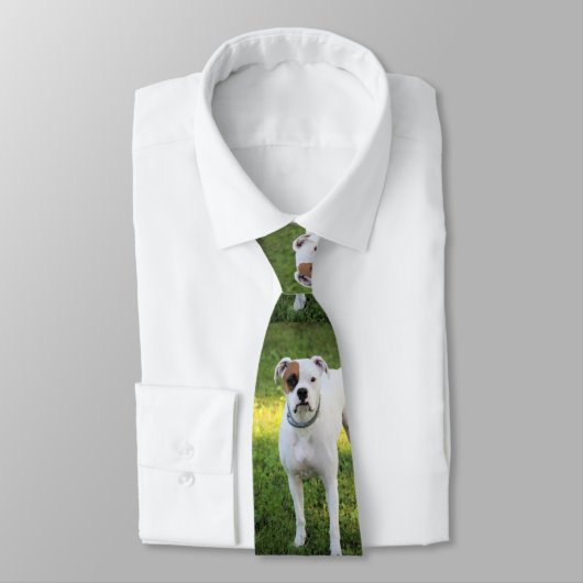 Boxer Krawatte (Gebunden)