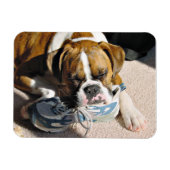 Boxer Liebe Magnet (Horizontal)