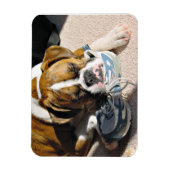 Boxer Liebe Magnet (Vertikal)