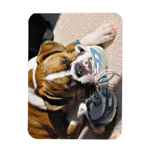 Boxer Liebe Magnet (Vertikal)