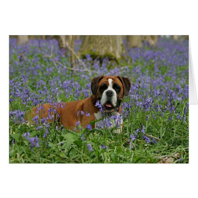 Boxer Lying in Bluebells (Vorderseite (Horizontal))