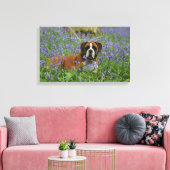 Boxer Lying in Bluebells Leinwanddruck (Insitu (Wohnzimmer))