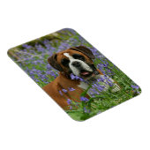 Boxer Lying in Bluebells Magnet (Rechte Seite)
