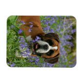 Boxer Lying in Bluebells Magnet (Horizontal)