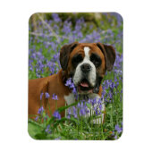 Boxer Lying in Bluebells Magnet (Vertikal)