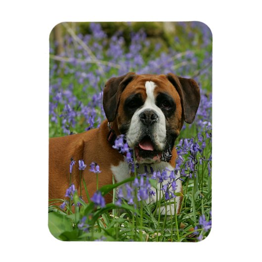 Boxer Lying in Bluebells Magnet (Vertikal)