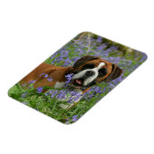 Boxer Lying in Bluebells Magnet (Linke Seite)