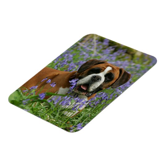 Boxer Lying in Bluebells Magnet (Linke Seite)