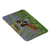 Boxer Lying in Bluebells Magnet (Rechte Seite)