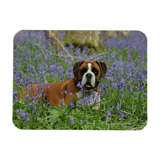 Boxer Lying in Bluebells Magnet (Horizontal)