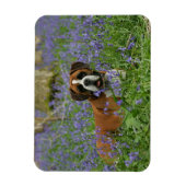 Boxer Lying in Bluebells Magnet (Vertikal)