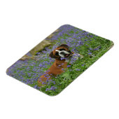 Boxer Lying in Bluebells Magnet (Linke Seite)