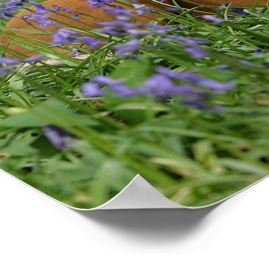 Boxer Lying in Bluebells Poster (Ecke)